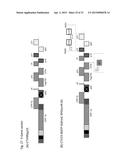 CITRUS TRISTEZA VIRUS BASED VECTORS FOR FOREIGN GENE/S EXPRESSION diagram and image