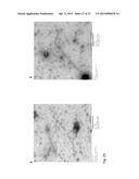 CITRUS TRISTEZA VIRUS BASED VECTORS FOR FOREIGN GENE/S EXPRESSION diagram and image