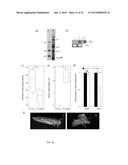 CITRUS TRISTEZA VIRUS BASED VECTORS FOR FOREIGN GENE/S EXPRESSION diagram and image