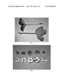 Strawberry plant named  DRISSTRAWFORTYONE  diagram and image