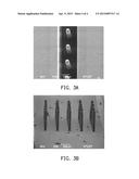 METHOD OF FABRICATING MAGNETICALLY ACTUATED ARTIFICIAL CILIA diagram and image