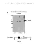 PEPTIDES THAT TARGET DORSAL ROOT GANGLION NEURONS diagram and image