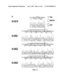 PEPTIDES THAT TARGET DORSAL ROOT GANGLION NEURONS diagram and image