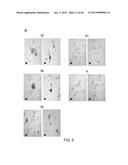 PEPTIDES THAT TARGET DORSAL ROOT GANGLION NEURONS diagram and image