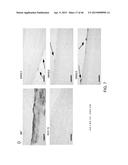 PEPTIDES THAT TARGET DORSAL ROOT GANGLION NEURONS diagram and image