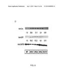 PEPTIDES THAT TARGET DORSAL ROOT GANGLION NEURONS diagram and image