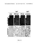 PEPTIDES THAT TARGET DORSAL ROOT GANGLION NEURONS diagram and image