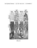 PEPTIDES THAT TARGET DORSAL ROOT GANGLION NEURONS diagram and image