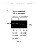 PEPTIDES THAT TARGET DORSAL ROOT GANGLION NEURONS diagram and image