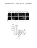 Nanocell Drug Delivery System diagram and image