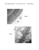 Lithium-ion Battery Anode Including Core-Shell Heterostructure of Silicon     Coated Vertically Aligned Carbon Nanofibers diagram and image