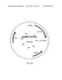 PROKARYOTIC XYLOSE ISOMERASE FOR THE CONSTRUCTION OF XYLOSE-FERMENTING     YEASTS diagram and image