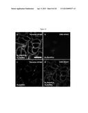 NOVEL TETRAZINES AND METHOD OF SYNTHEZISING THE SAME diagram and image