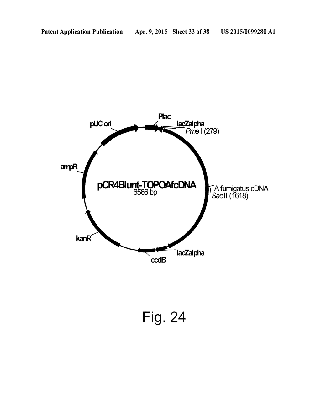 Variants of Beta-Glucosidase - diagram, schematic, and image 34