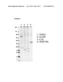 RECOMBINANT PRODUCTION OF AUTHENTIC HUMAN PROTEINS USING HUMAN CELL     EXPRESSION SYSTEMS diagram and image