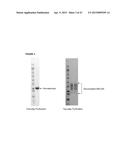 RECOMBINANT PRODUCTION OF AUTHENTIC HUMAN PROTEINS USING HUMAN CELL     EXPRESSION SYSTEMS diagram and image