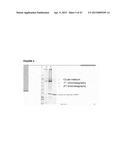 RECOMBINANT PRODUCTION OF AUTHENTIC HUMAN PROTEINS USING HUMAN CELL     EXPRESSION SYSTEMS diagram and image