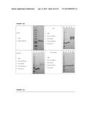 RECOMBINANT PRODUCTION OF AUTHENTIC HUMAN PROTEINS USING HUMAN CELL     EXPRESSION SYSTEMS diagram and image