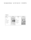 RECOMBINANT PRODUCTION OF AUTHENTIC HUMAN PROTEINS USING HUMAN CELL     EXPRESSION SYSTEMS diagram and image