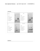 RECOMBINANT PRODUCTION OF AUTHENTIC HUMAN PROTEINS USING HUMAN CELL     EXPRESSION SYSTEMS diagram and image