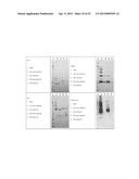 RECOMBINANT PRODUCTION OF AUTHENTIC HUMAN PROTEINS USING HUMAN CELL     EXPRESSION SYSTEMS diagram and image