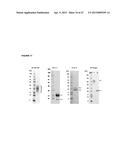 RECOMBINANT PRODUCTION OF AUTHENTIC HUMAN PROTEINS USING HUMAN CELL     EXPRESSION SYSTEMS diagram and image