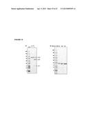 RECOMBINANT PRODUCTION OF AUTHENTIC HUMAN PROTEINS USING HUMAN CELL     EXPRESSION SYSTEMS diagram and image