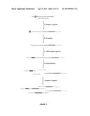 Compositions and Methods for Constructing cDNA Libraries that Allow for     Mapping the 5  and 3  Ends of RNAs diagram and image