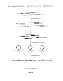 Compositions and Methods for Constructing cDNA Libraries that Allow for     Mapping the 5  and 3  Ends of RNAs diagram and image