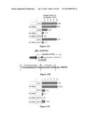 Compositions and Methods for Gene Silencing diagram and image