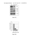 Compositions and Methods for Gene Silencing diagram and image