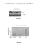 Compositions and Methods for Gene Silencing diagram and image