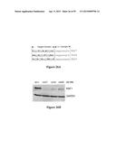 Compositions and Methods for Gene Silencing diagram and image