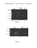 Compositions and Methods for Gene Silencing diagram and image