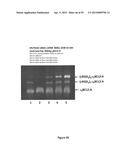 Compositions and Methods for Gene Silencing diagram and image