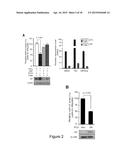 MiRNA-31 AS A DIAGNOSTIC, PROGNOSTIC AND THERAPEUTIC AGENT IN CANCER diagram and image