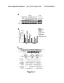 MiRNA-31 AS A DIAGNOSTIC, PROGNOSTIC AND THERAPEUTIC AGENT IN CANCER diagram and image