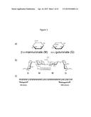 Culture Medium and Methods for Producing Alginate From Stable Mucoid     Strains of Pseudomonas Aeruginosa diagram and image