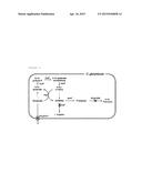 RECOMBINANT MICROORGANISM HAVING IMPROVED PUTRESCINE PRODUCING ABILITY AND     METHOD FOR PRODUCING PUTRESCINE BY USING SAME diagram and image