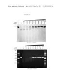 Polypeptide Fragments Comprising Endonuclease Activity and Their Use diagram and image