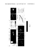 LIM KINASEMODULATING AGENTS FOR NEUROFIBROMATOSES THERAPY AND METHODS FOR     SCREENING FOR SAME diagram and image