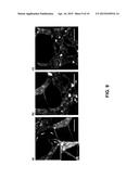 METHOD FOR THE PREPARATION OF HIGH MOLECULAR WEIGHT OLIGO(ALKYLENE GLYCOL)     FUNCTIONALIZED POLYISOCYANOPEPTIDES diagram and image