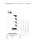 INTERFERING RNA MOLECULES diagram and image