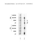 INTERFERING RNA MOLECULES diagram and image