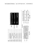 INTERFERING RNA MOLECULES diagram and image