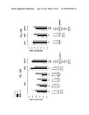 INTERFERING RNA MOLECULES diagram and image