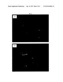 FIBER-REINFORCED HYDROGEL COMPOSITES AND METHODS OF FORMING     FIBER-REINFORCED HYDROGEL COMPOSITES diagram and image