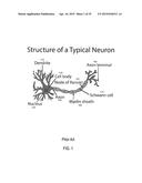 METHOD AND APPARATUS FOR CONSTRUCTING, USING AND REUSING COMPONENTS AND     STRUCTURES OF AN ARTIFICAL NEURAL NETWORK diagram and image