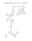 Double-Labeled Probe for Molecular Imaging and Use Thereof diagram and image