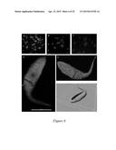 FLUORESCENT FUSION POLYPEPTIDES AND METHODS OF USE diagram and image